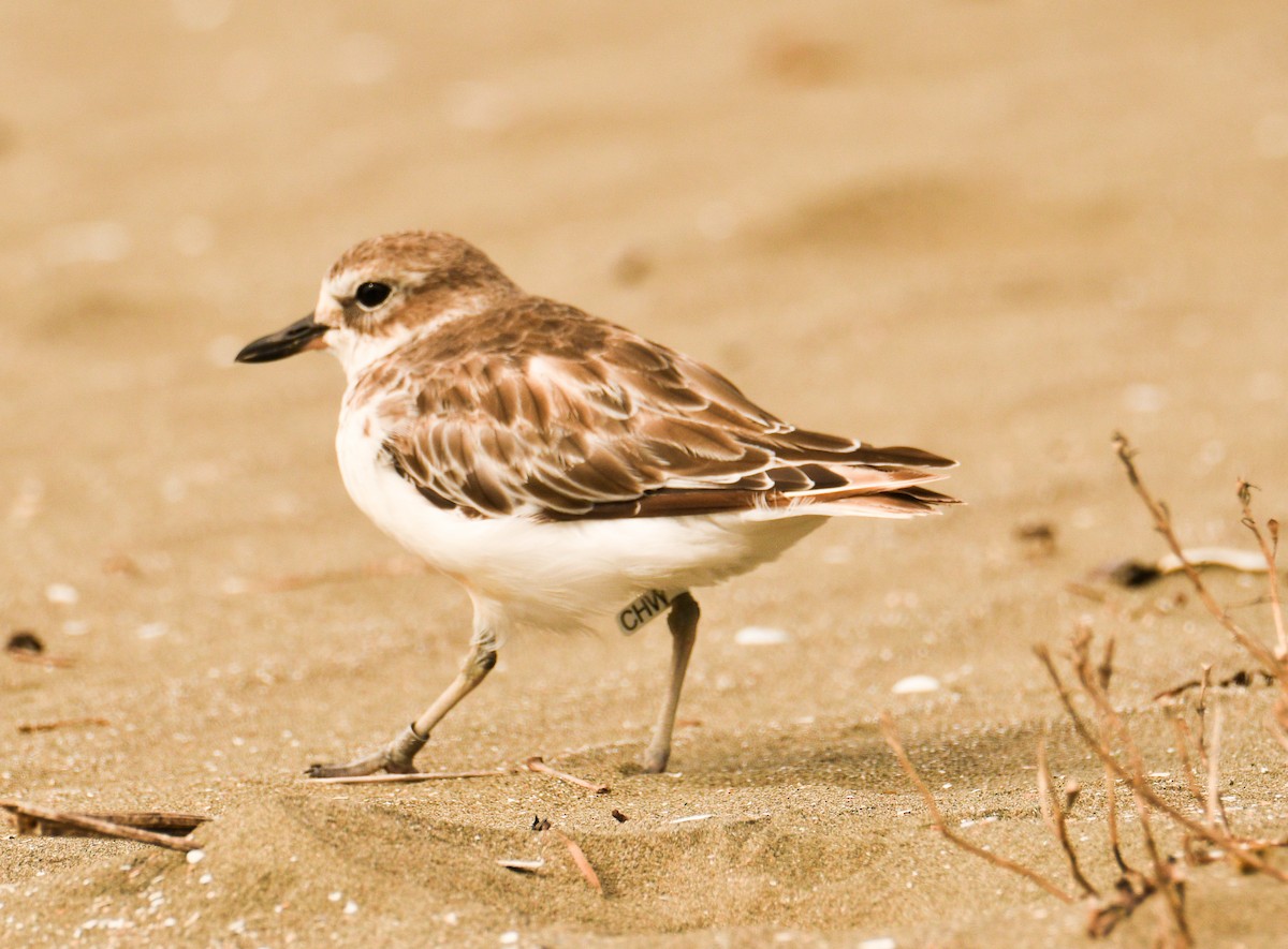 Red-breasted Dotterel - ML433770881