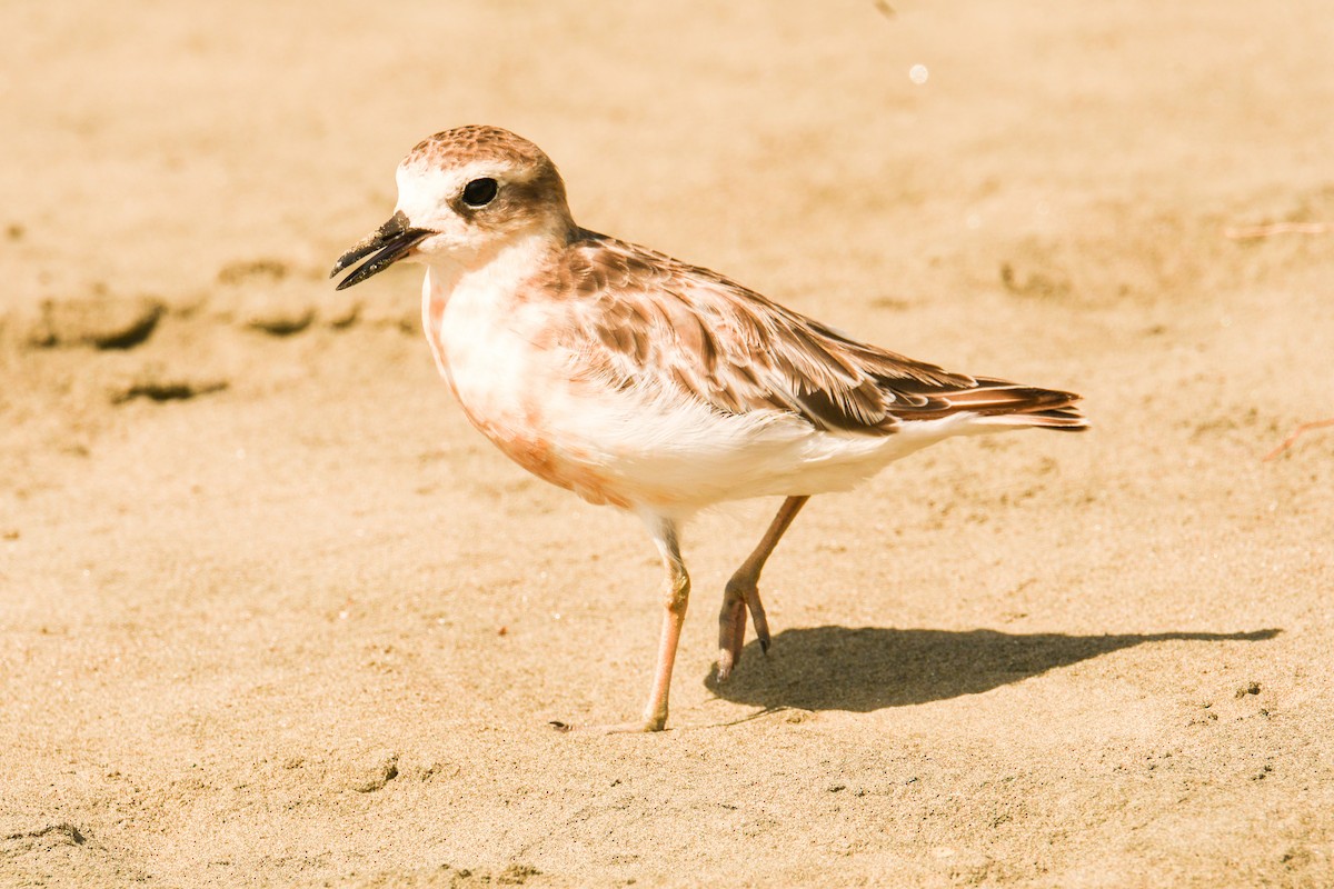 Red-breasted Dotterel - ML433770921