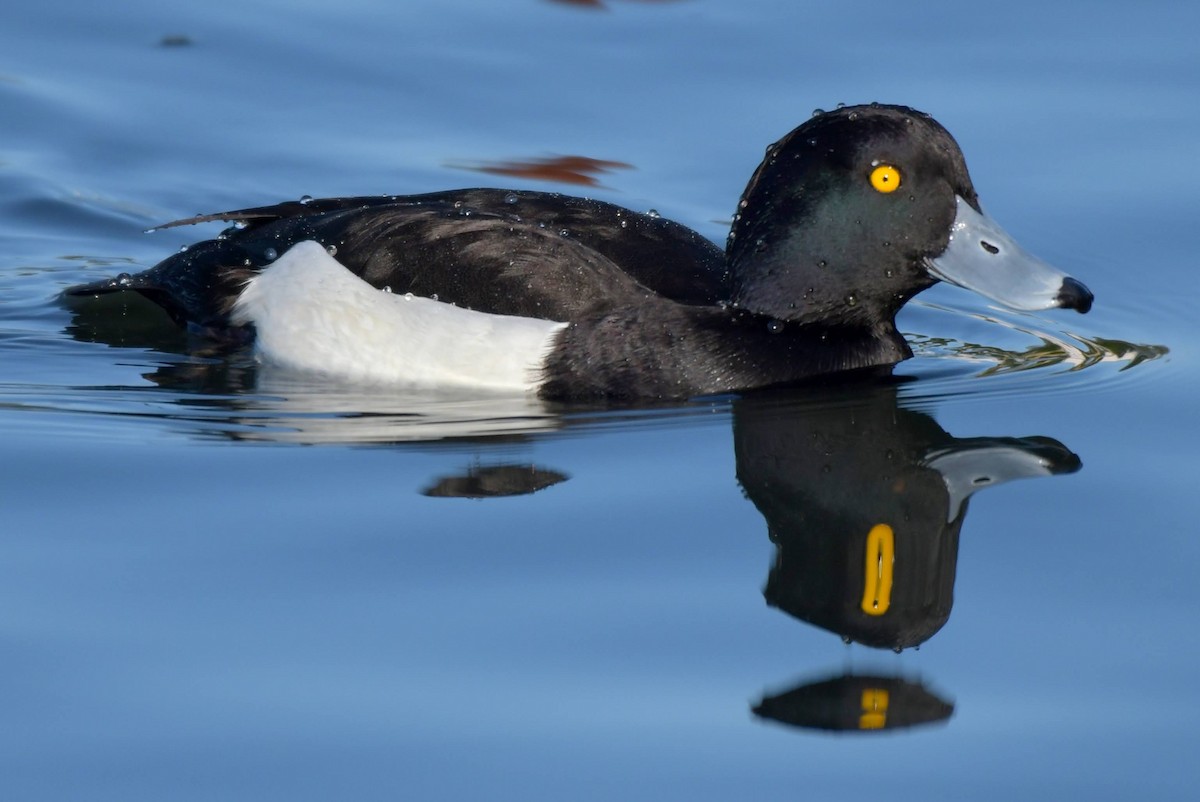 Tufted Duck - ML433776171
