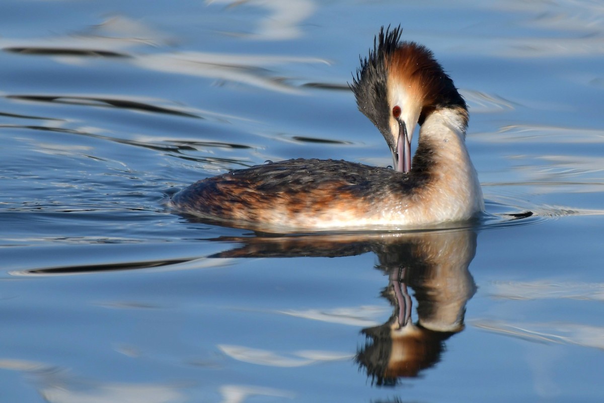 Great Crested Grebe - ML433776181