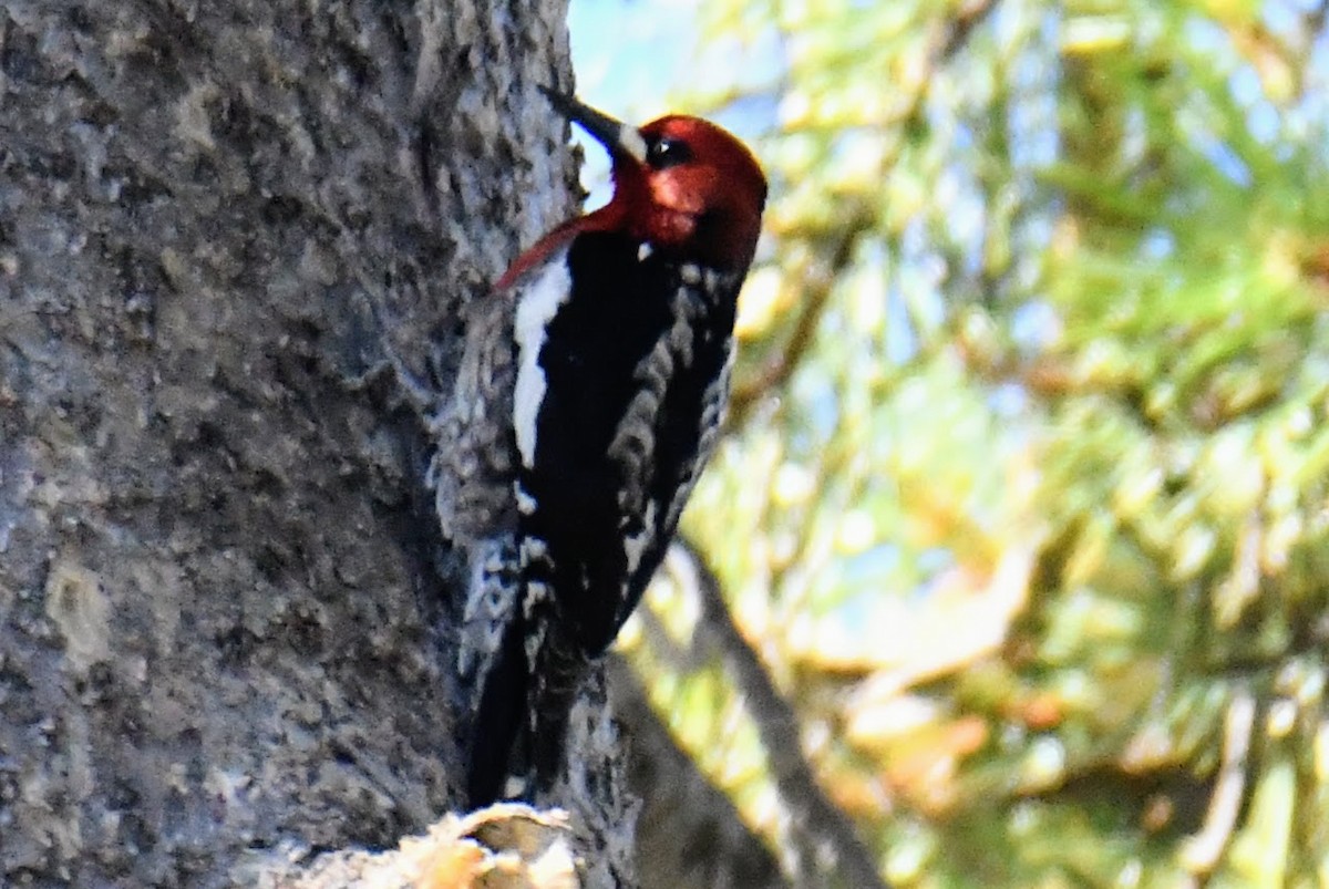 Red-breasted Sapsucker - ML433786551