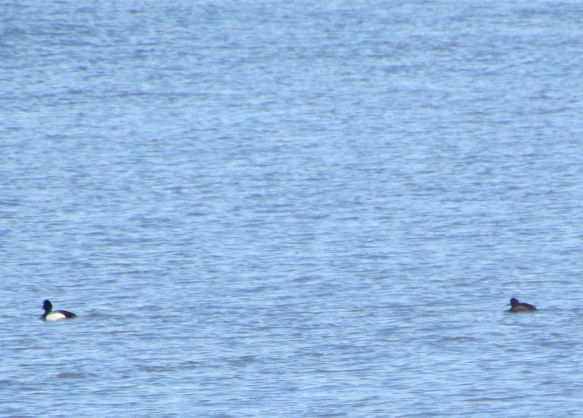 Greater Scaup - ML433790781