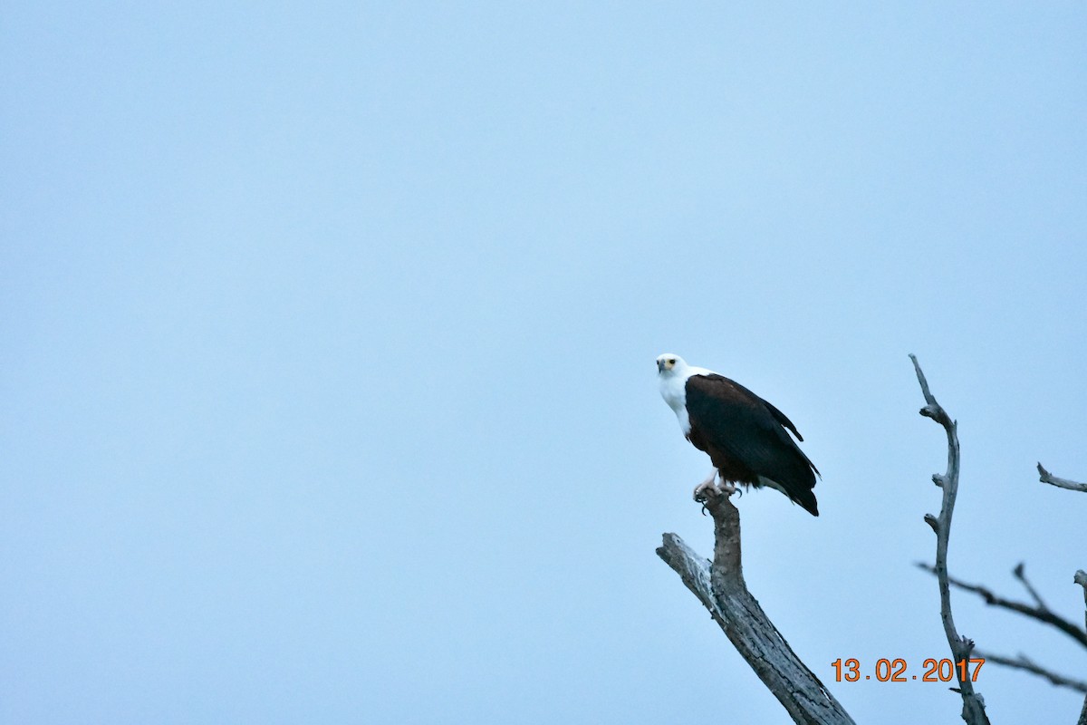 African Fish-Eagle - ML433791641