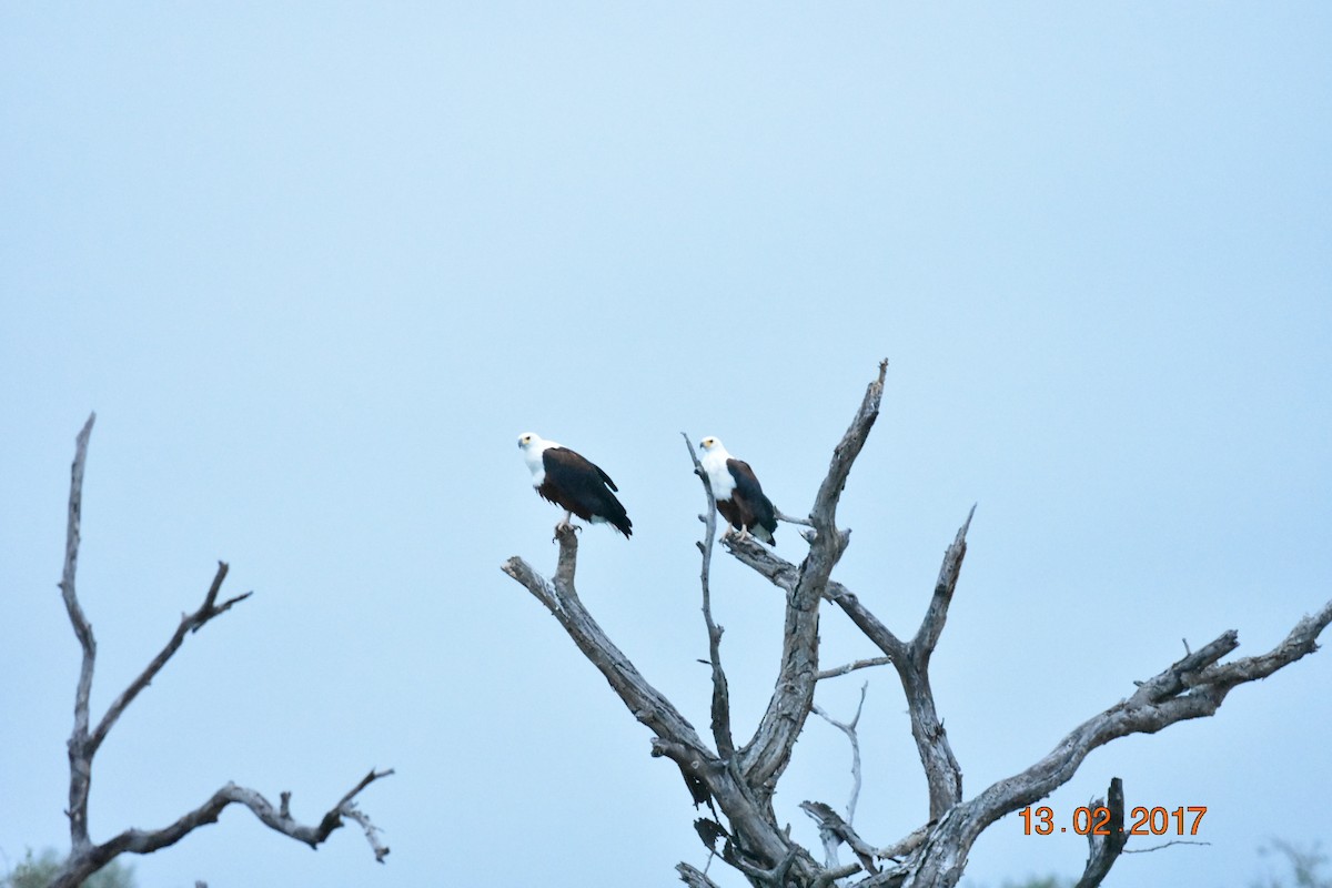 African Fish-Eagle - ML433791651