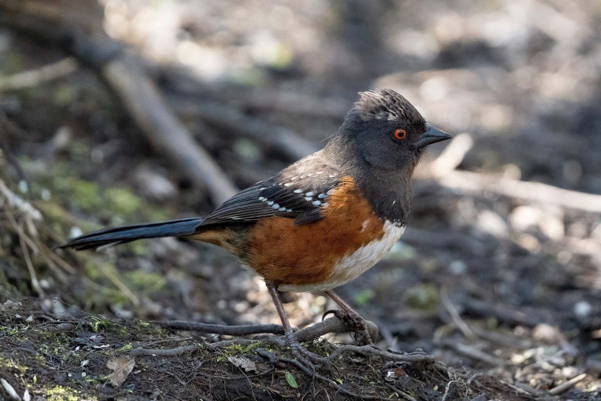 Spotted Towhee - ML433795381