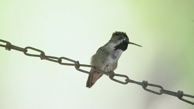 Costa's Hummingbird - ML433797811
