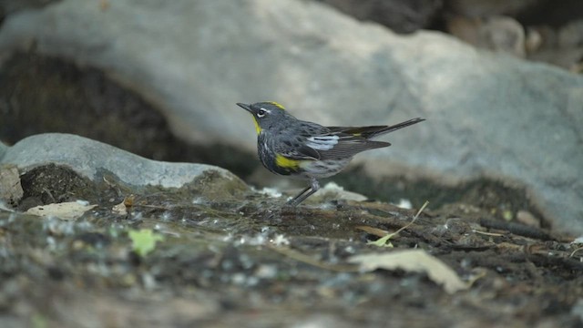 Yellow-rumped Warbler (Audubon's) - ML433797981