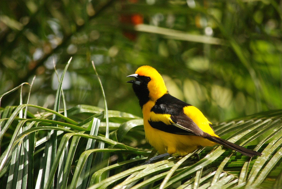 Yellow-tailed Oriole - ML43379981