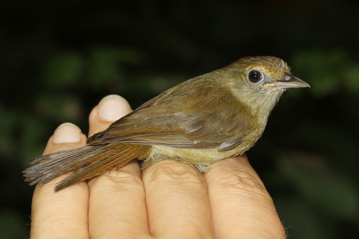 Tawny-crowned Greenlet - ML433803311