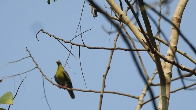 Thick-billed Green-Pigeon - ML433806661