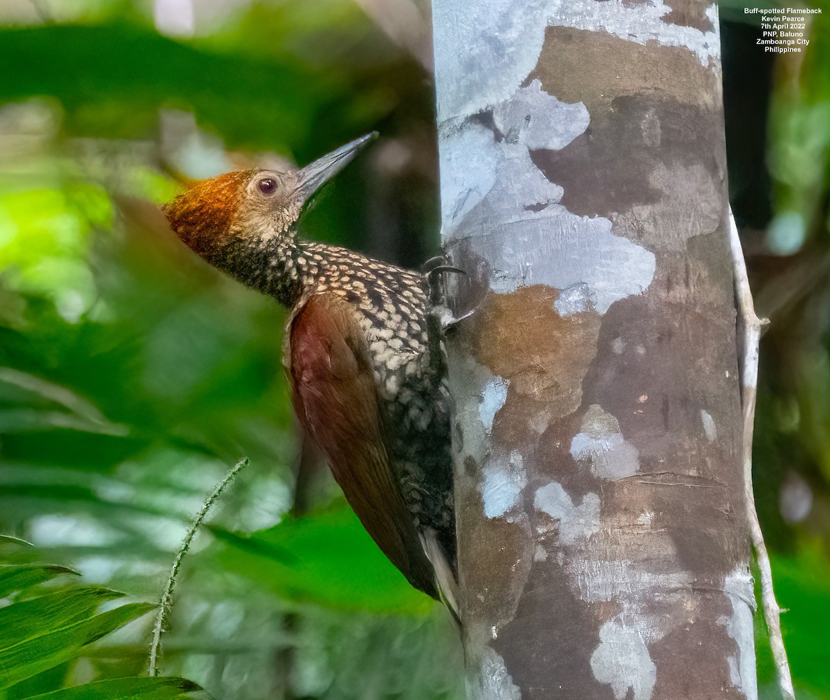 Buff-spotted Flameback - Kevin Pearce