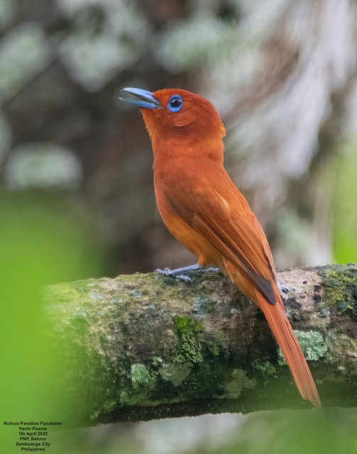 Adult male in lateral view (subspecies <em class="SciName notranslate">cinnamomea</em>) - Rufous Paradise-Flycatcher - 