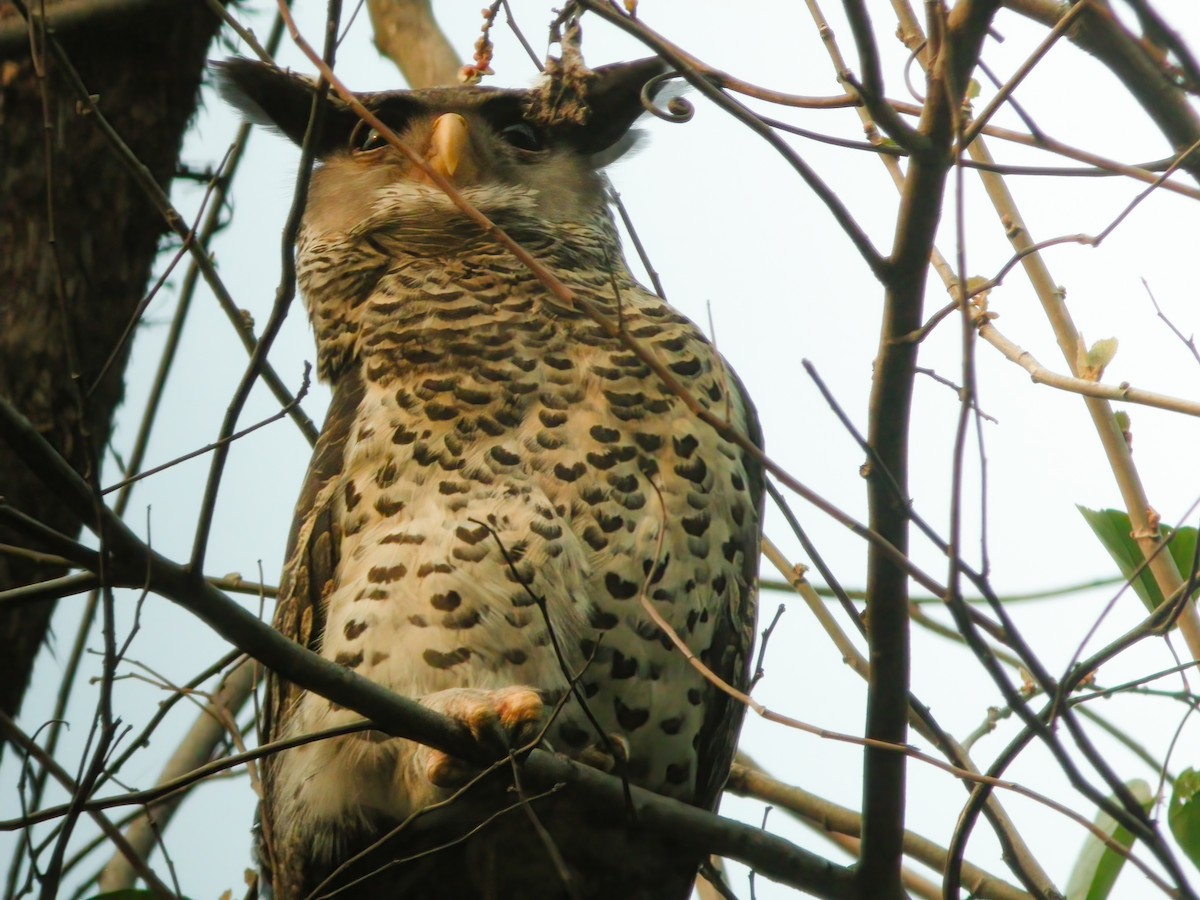 Spot-bellied Eagle-Owl - Chris Jones
