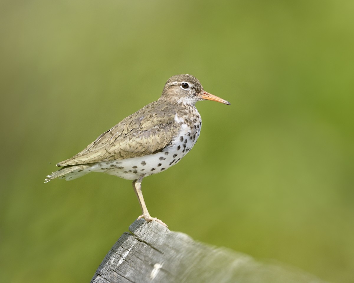 Spotted Sandpiper - Paul Maury