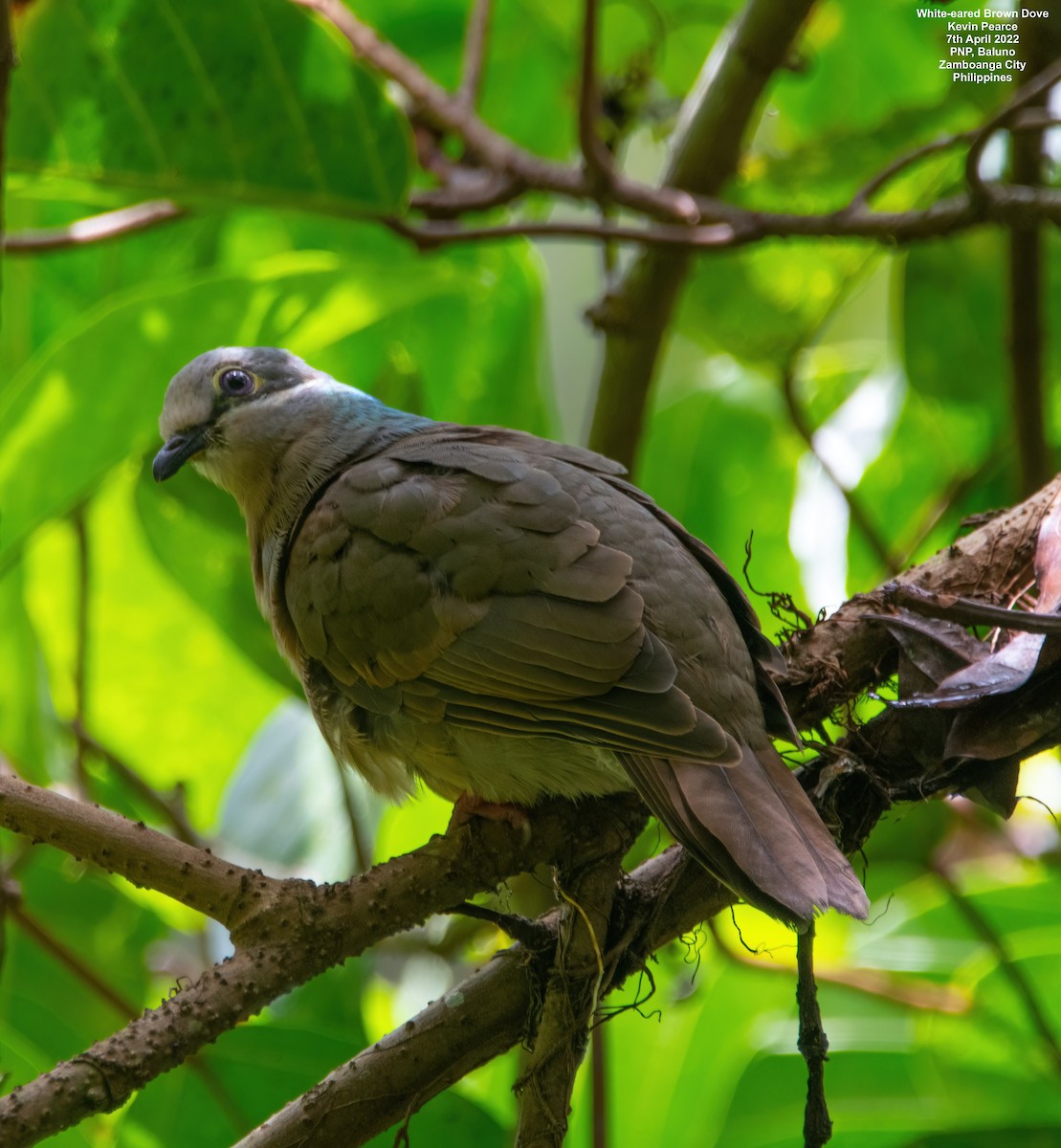 White-eared Brown-Dove - Kevin Pearce