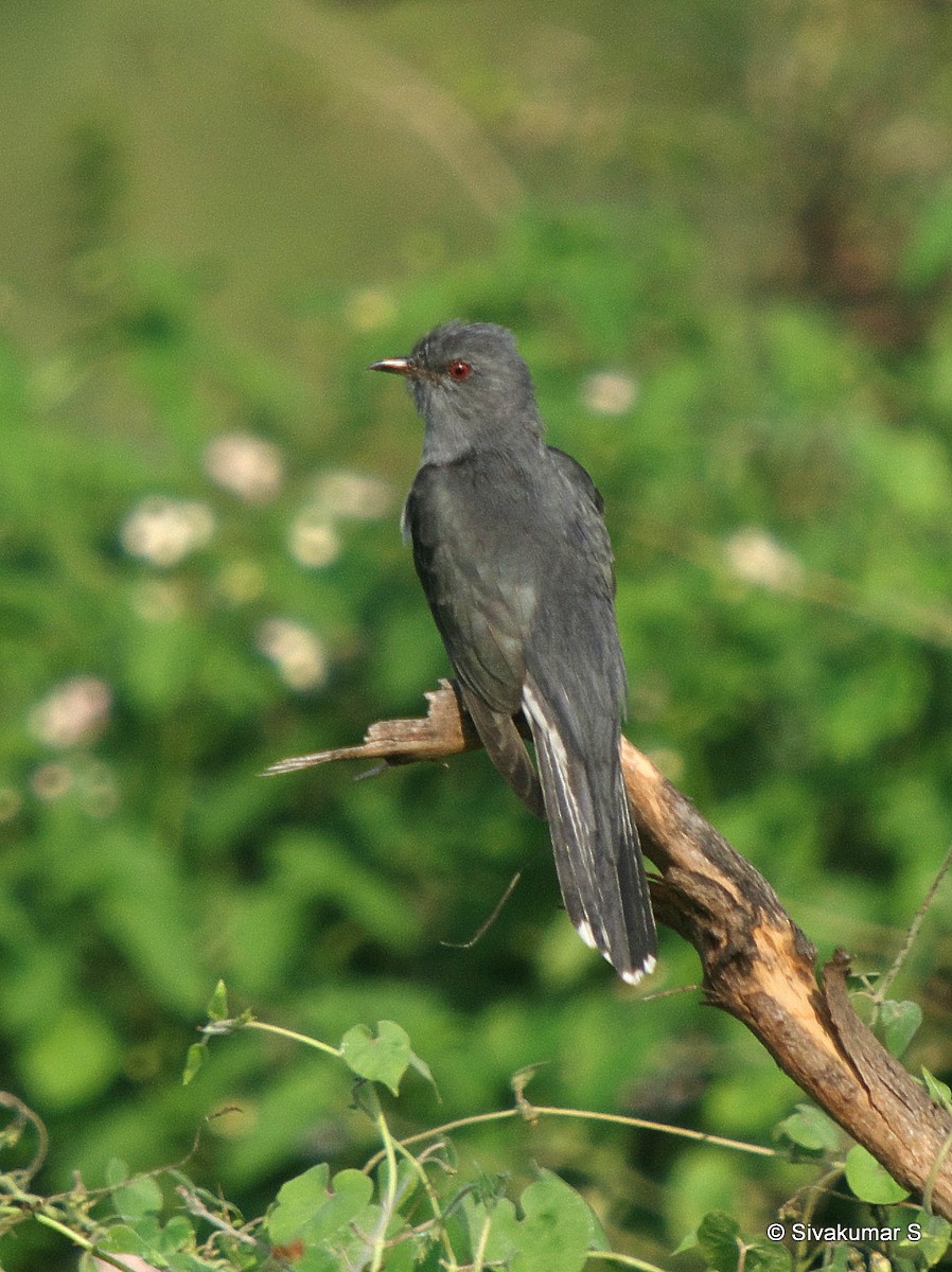Gray-bellied Cuckoo - Sivakumar SS