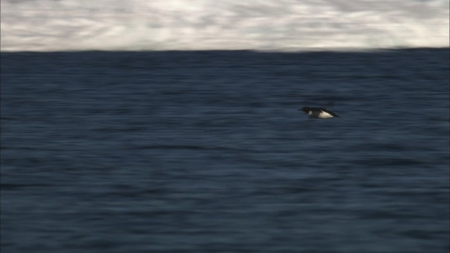 Thick-billed Murre - ML433833