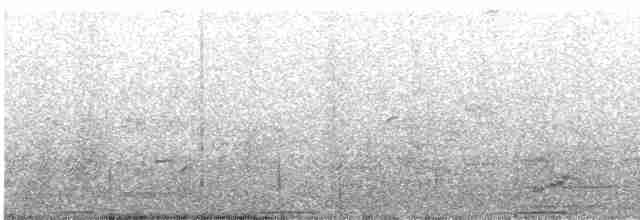 holub skalní (domácí) - ML433838071