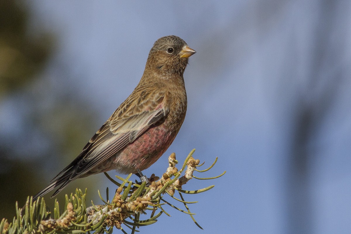 Brown-capped Rosy-Finch - Jacob Drucker