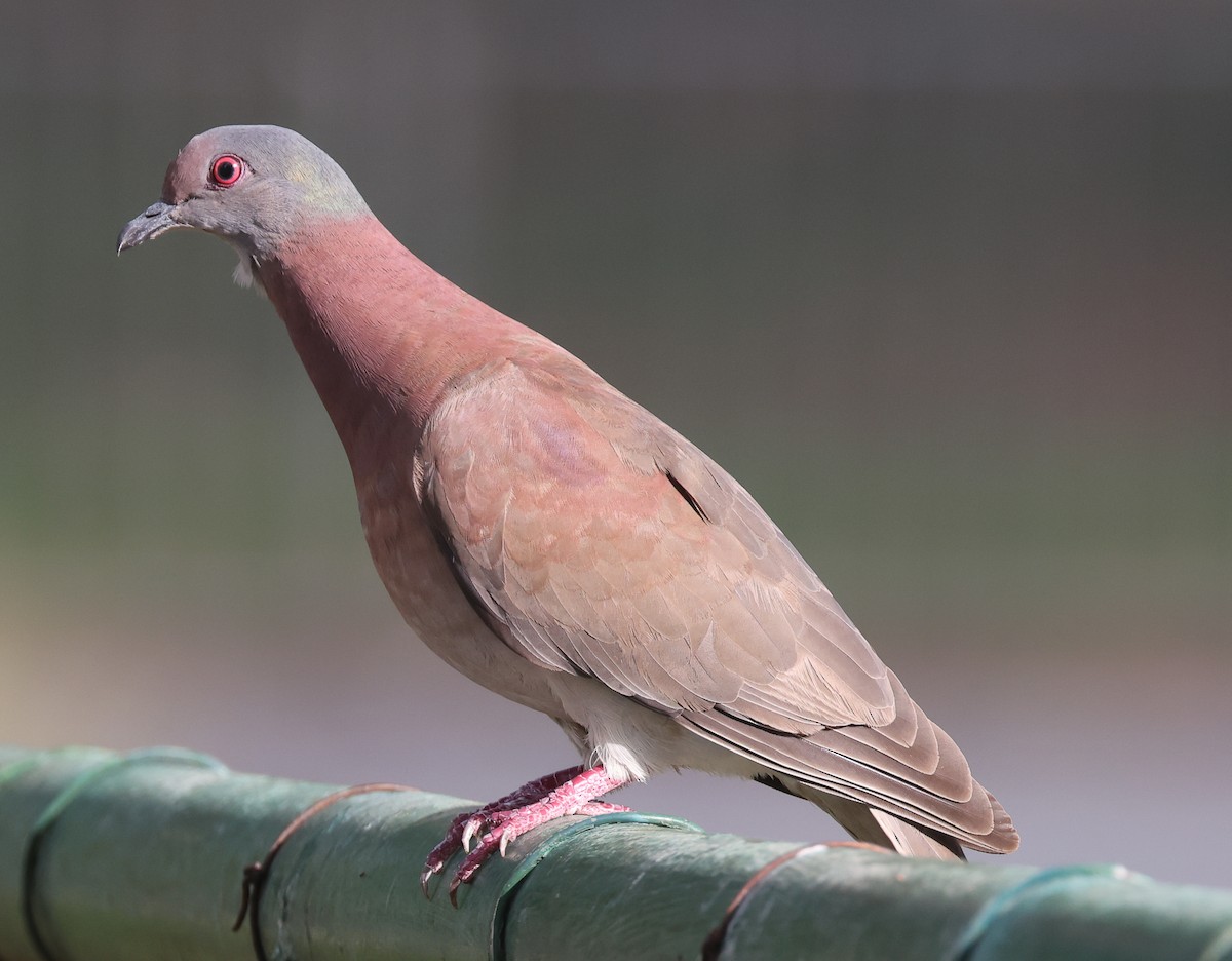 Pale-vented Pigeon - Jordan Roderick