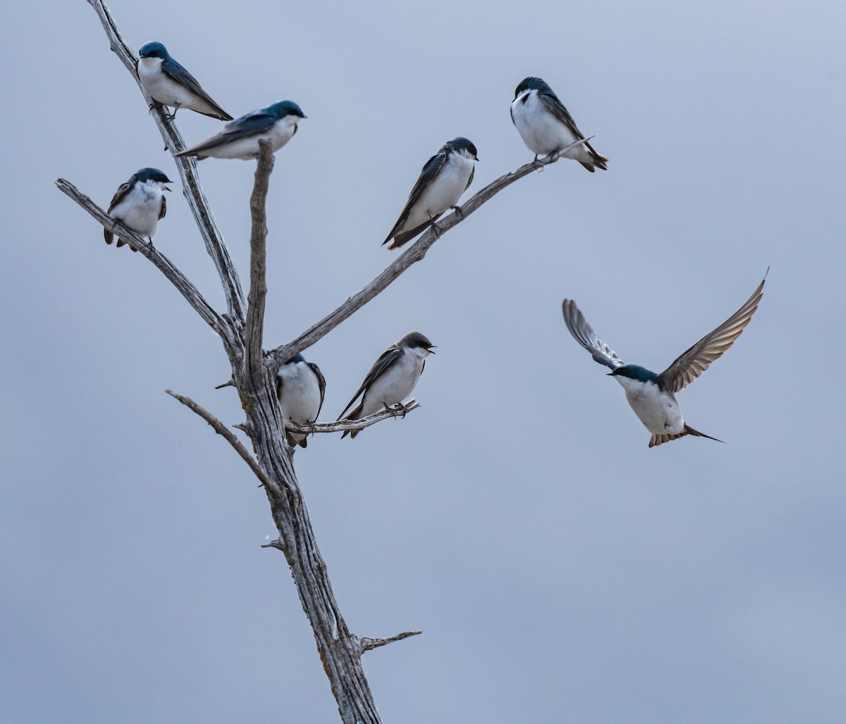 Tree Swallow - Connie Misket