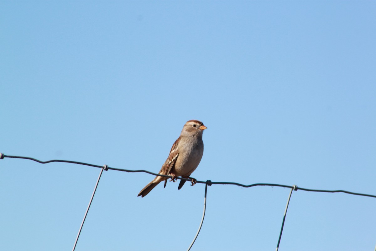 White-crowned Sparrow - ML433872711