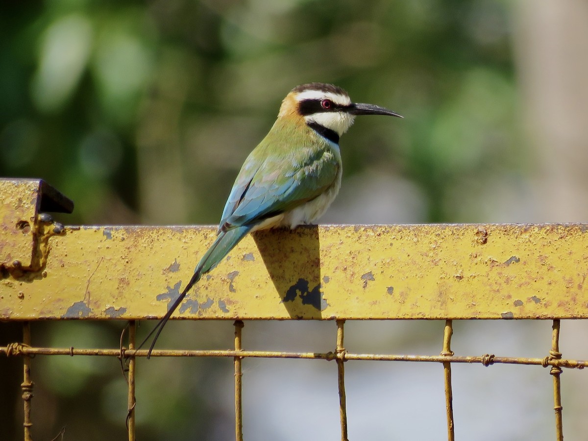 White-throated Bee-eater - GARY DOUGLAS