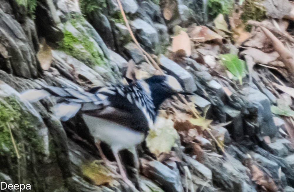 Spotted Forktail - ML433875281