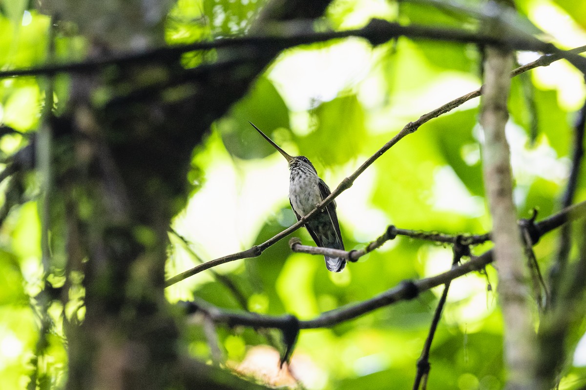 Tooth-billed Hummingbird - ML433879531