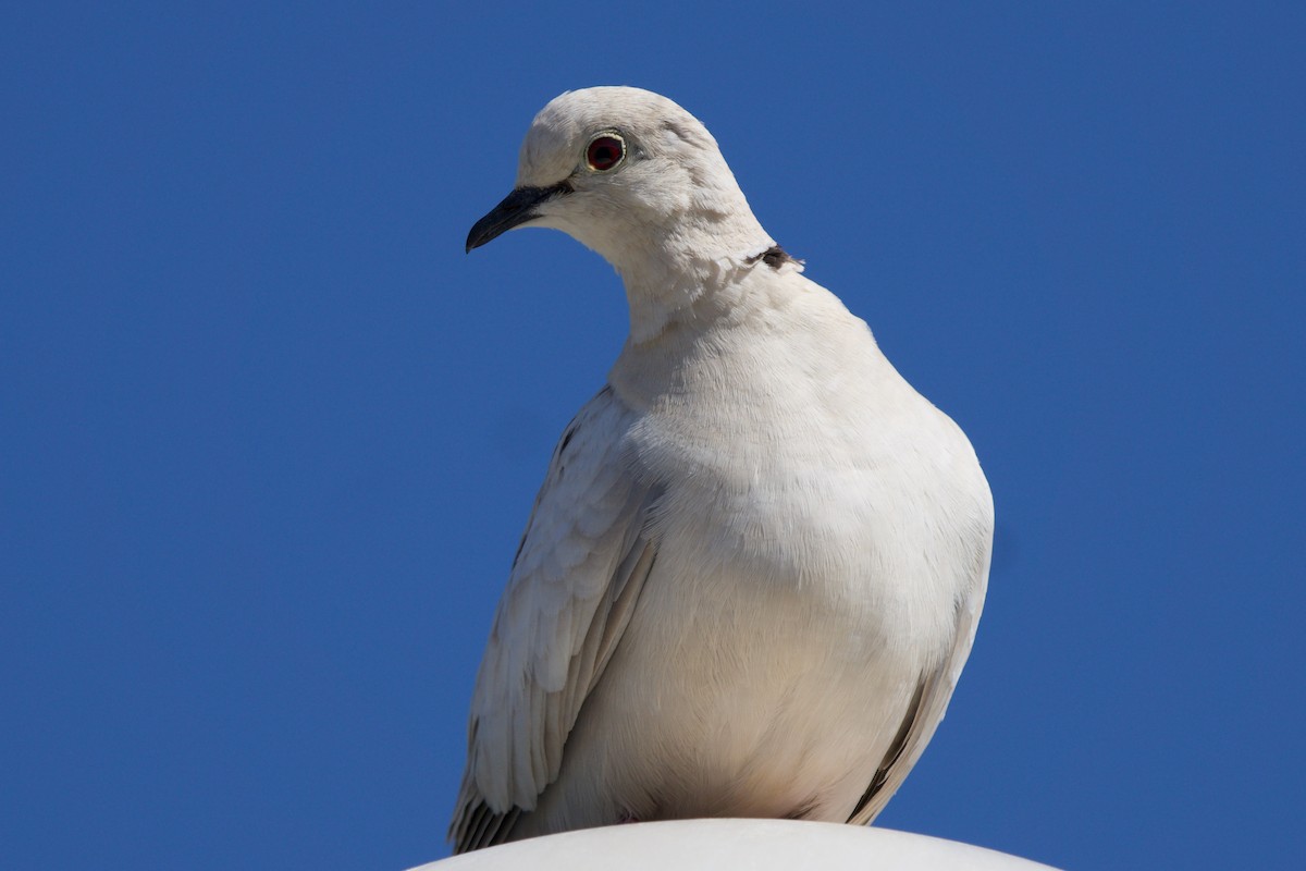 African Collared-Dove - ML433884561