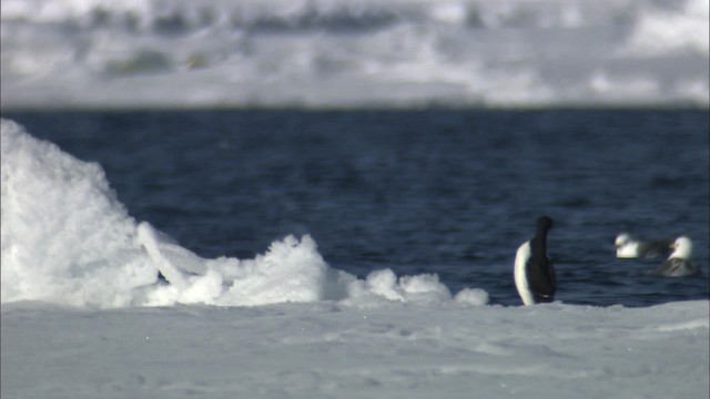 Thick-billed Murre - ML433885