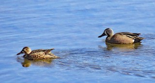 Blue-winged Teal, ML433885371