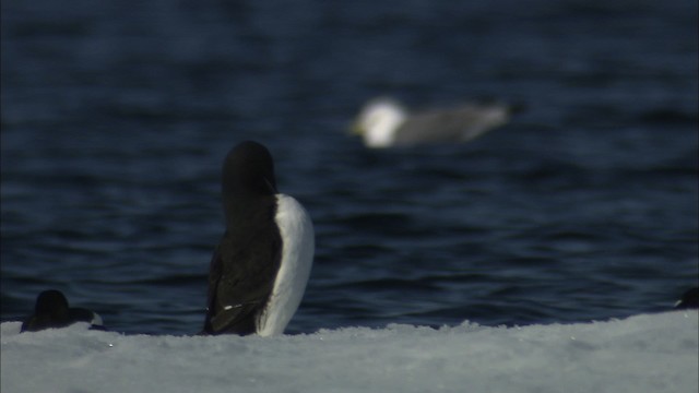Thick-billed Murre - ML433889