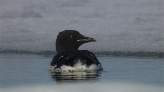 Thick-billed Murre - ML433890