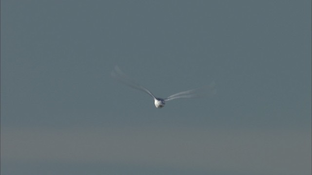 Белая чайка - ML433907