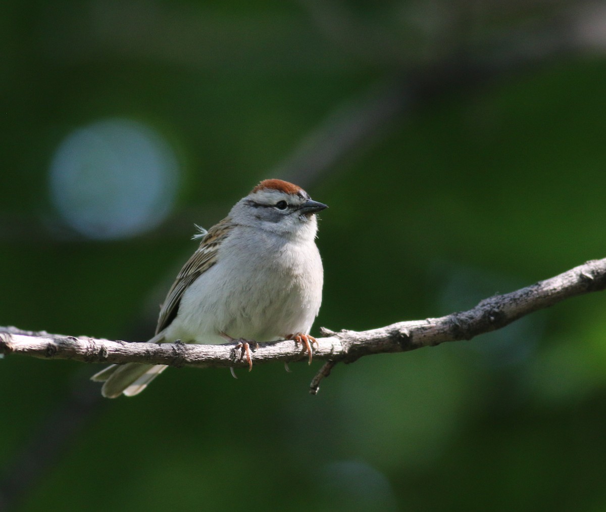 Chipping Sparrow - Nathan Pieplow