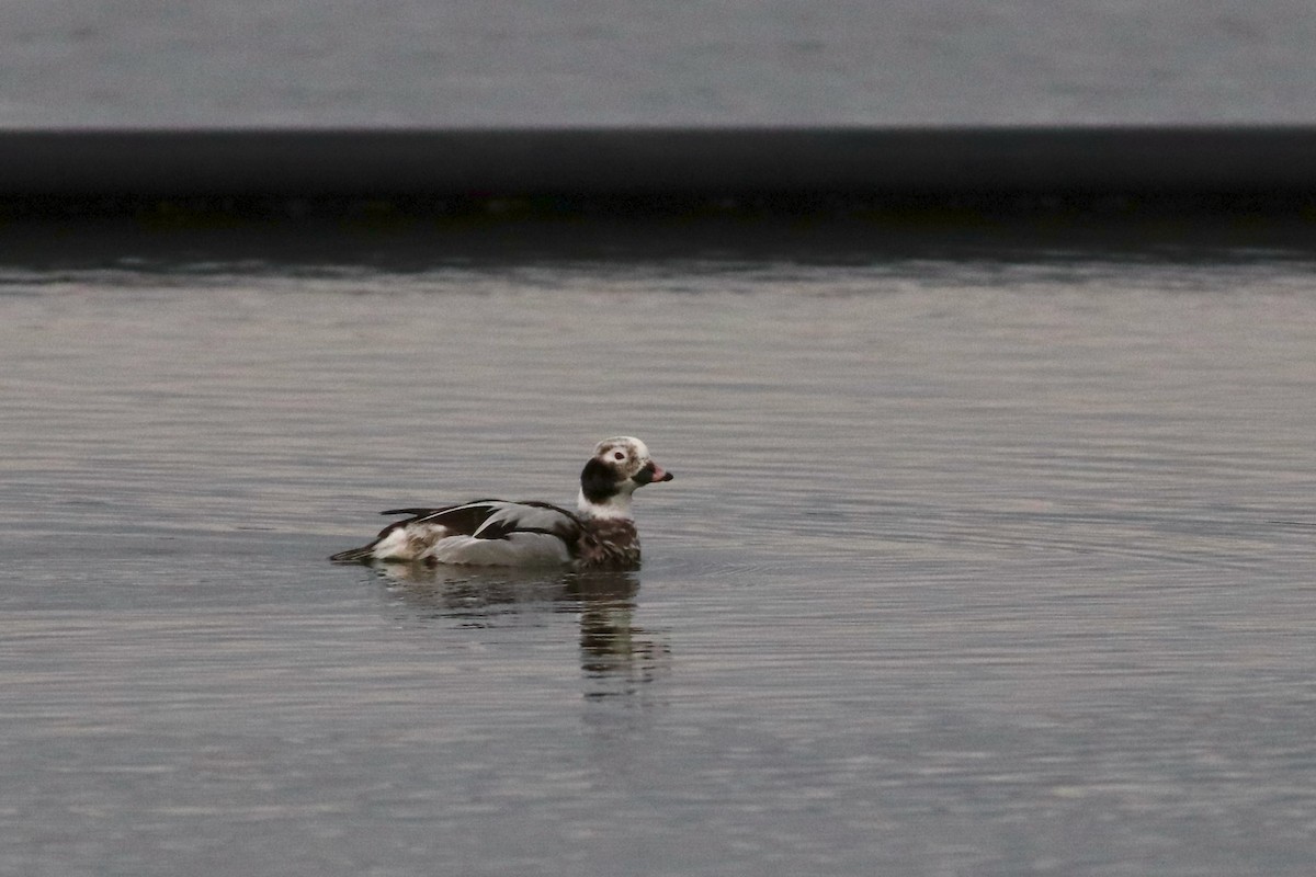 Long-tailed Duck - ML433933741
