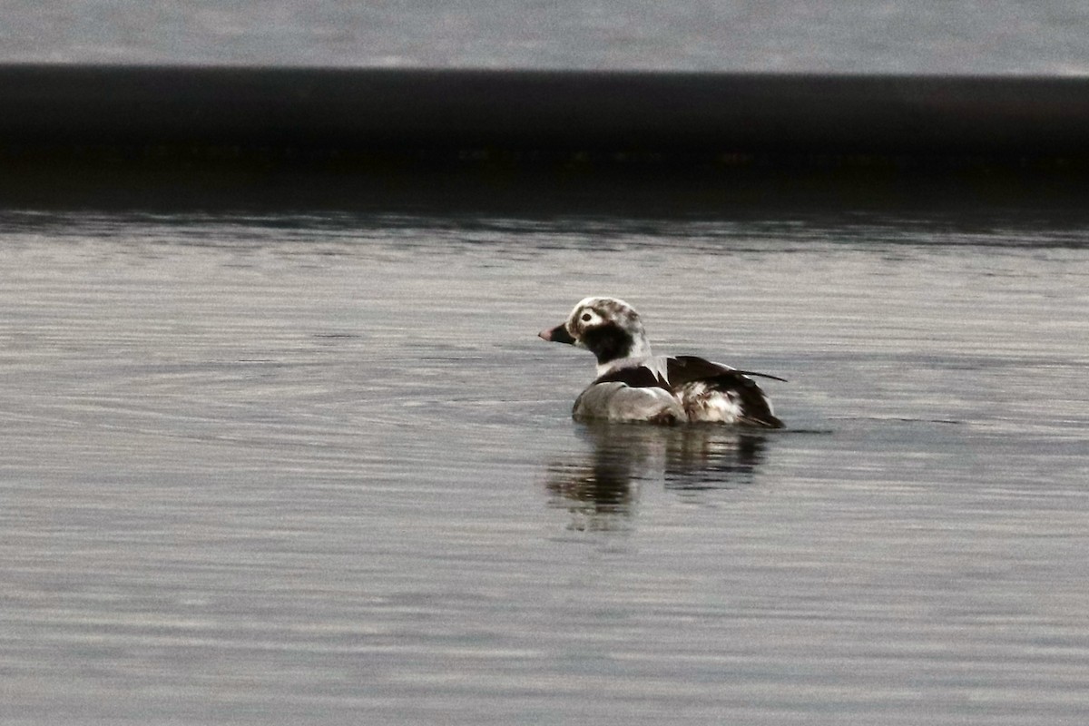 Long-tailed Duck - ML433933811