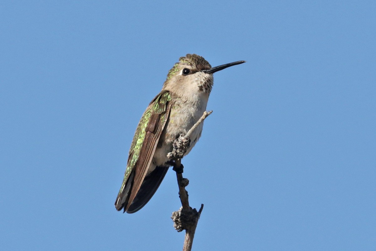 Costa's Hummingbird - ML433940551
