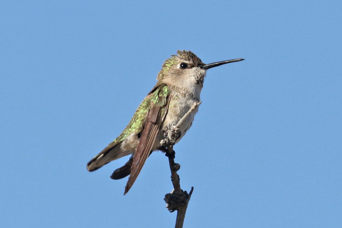 Costa's Hummingbird - ML433940601
