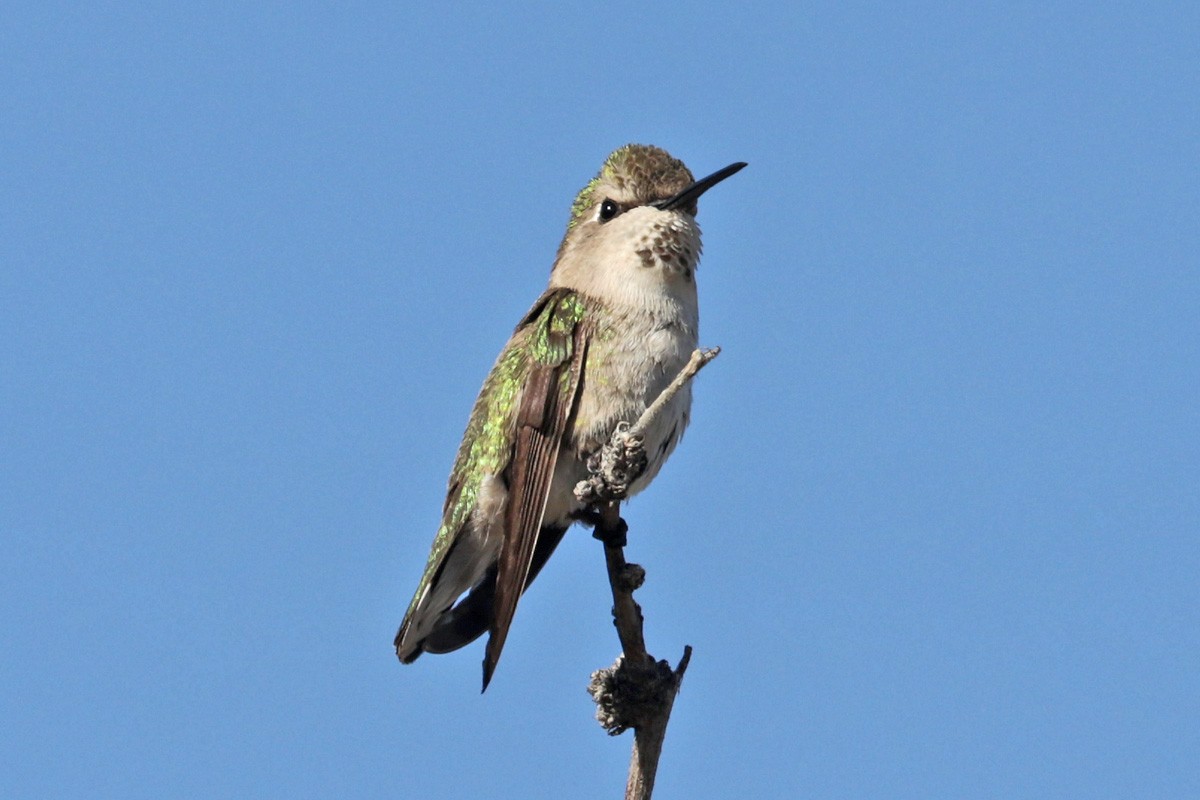 Costa's Hummingbird - ML433940621