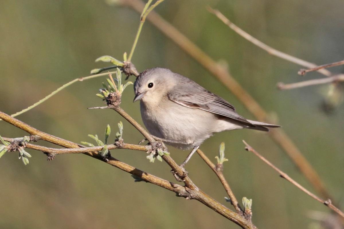 Lucy's Warbler - ML433941011