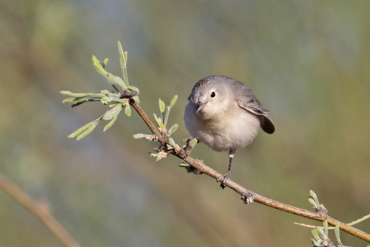 Lucy's Warbler - ML433941031