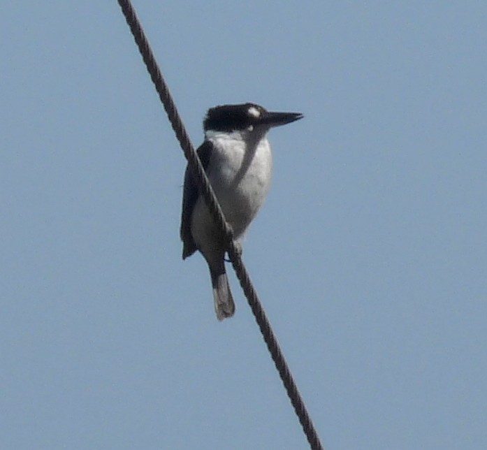 Forest Kingfisher - ML43394881