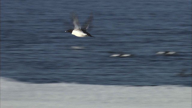 Thick-billed Murre - ML433951