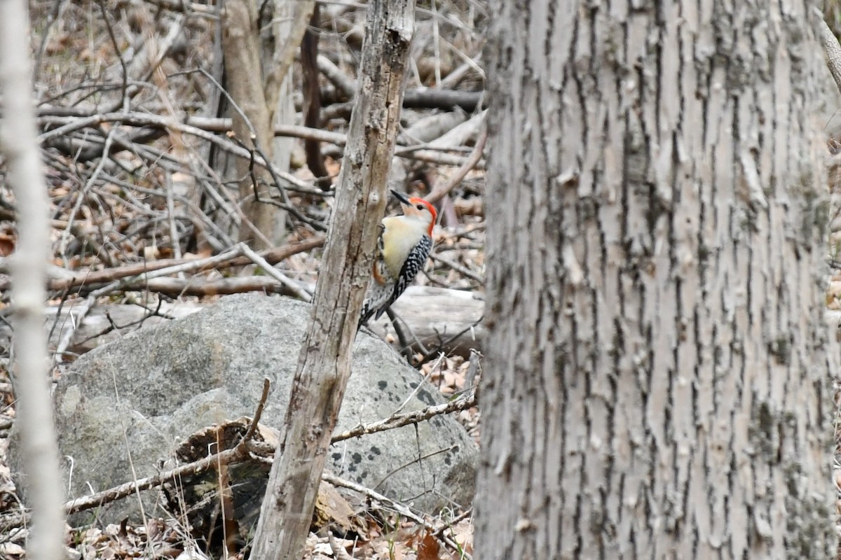 Red-bellied Woodpecker - ML433953291