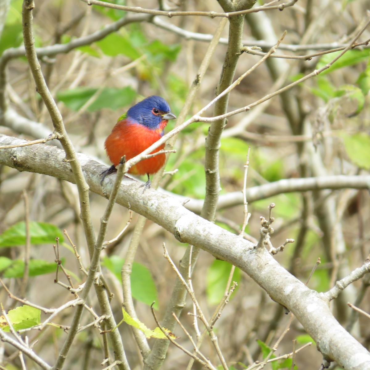 Painted Bunting - ML43396581