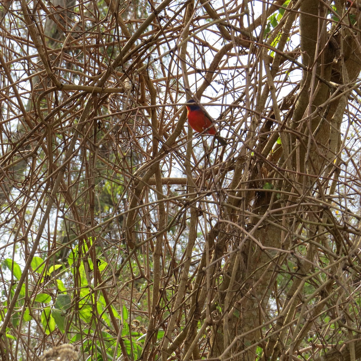 Painted Bunting - ML43396631
