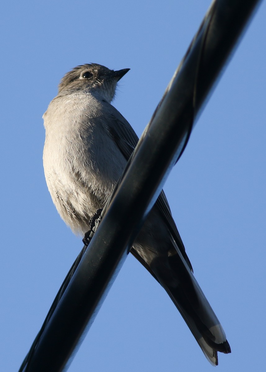 Townsend's Solitaire - ML433973171