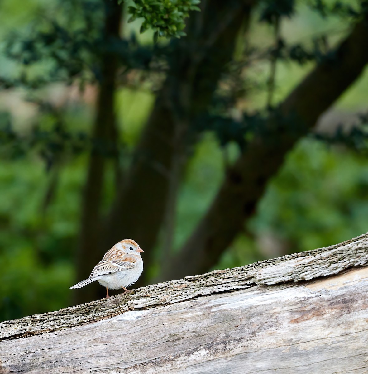 Field Sparrow - Barbara S